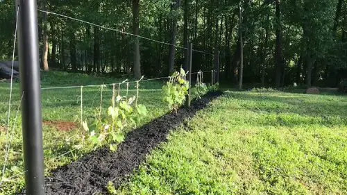Grapevine Trellis Ideas 9