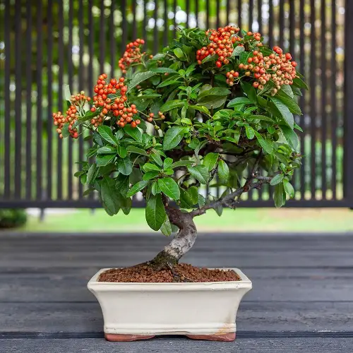"Best Firethorn Bonsai