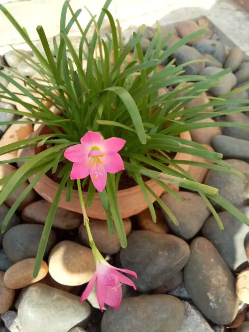 plants that Grow in Poor Soil  16