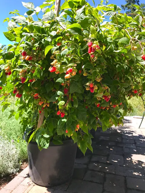 Fruits That Can be Grown in 5-Gallon Bucket in garden