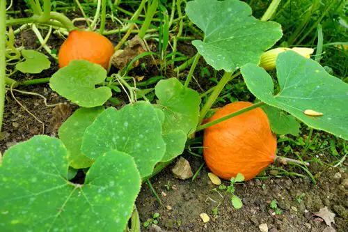 Best Types of Squash 20