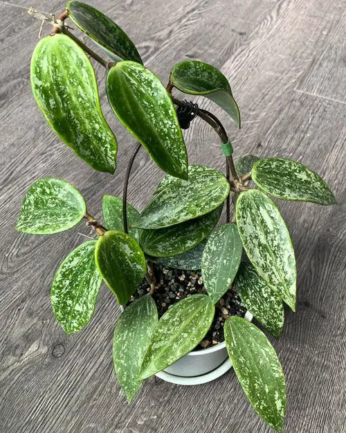 Propagating Hoya Rangsan