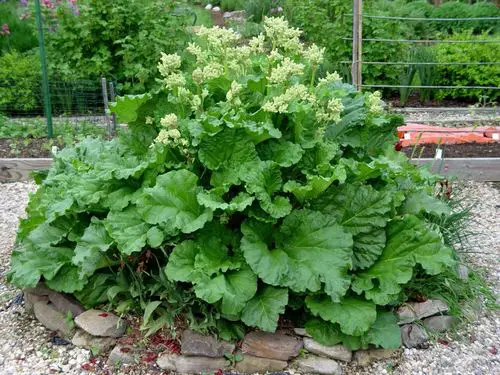 Should I Let my Rhubarb Flower