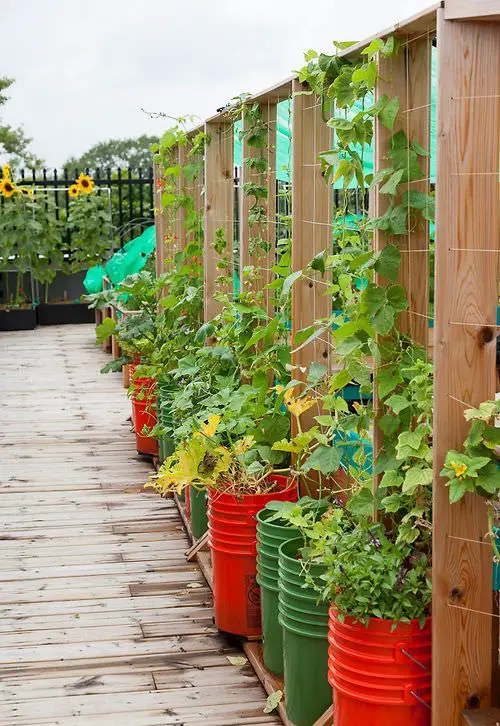 Rooftop Garden 1