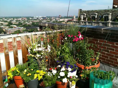 Rooftop Garden 64