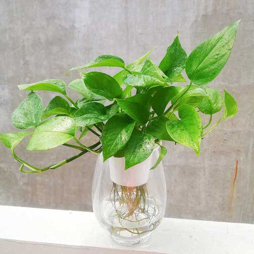 How to Grow Betel Leaf Plant in Water