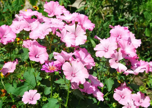 Best Perennial Flowers for Georgia 5