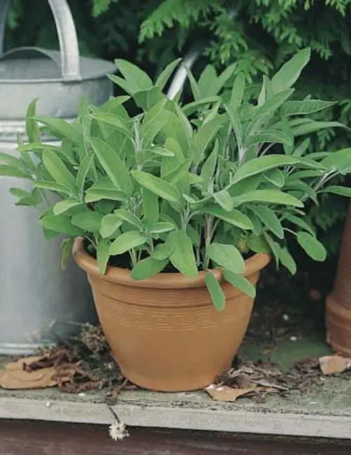 Best Herbs to Plant with Tomatoes 5