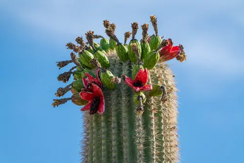 Cactus Fruits 1