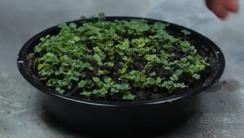 DIY Salad Bowl Garden Ideas 12