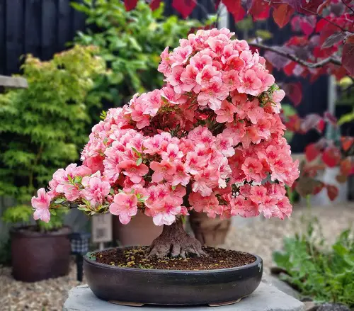 Satsuki Azalea tree bonsai
