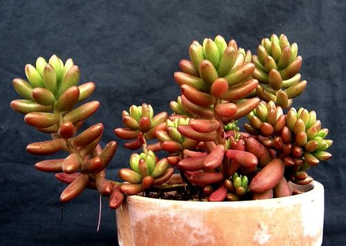 Sedums varieties  16