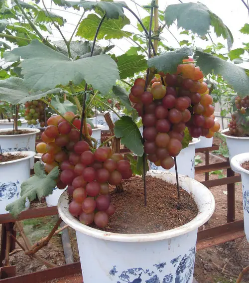 Requirements for Growing Grapes in Pots 