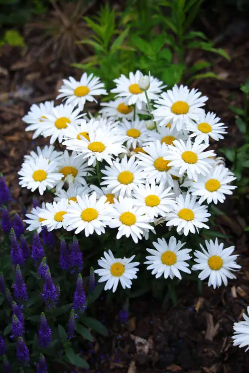 Best Perennial Flowers for Georgia 6