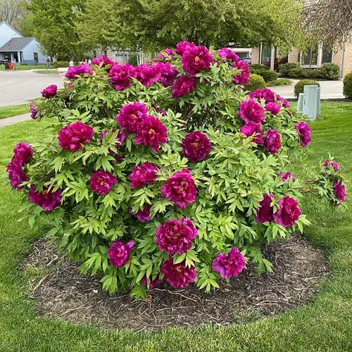 Purple Peony Varieties 5