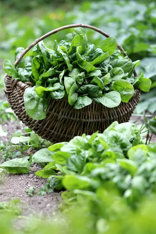 Medicinal Plants with Their Benefits