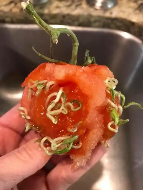 Terrifying Pics Show What Happens When Fruits And Veggies Start Sprouting Early! 10