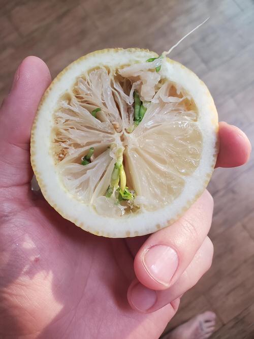 Terrifying Pics Show What Happens When Fruits And Veggies Start Sprouting Early! 14
