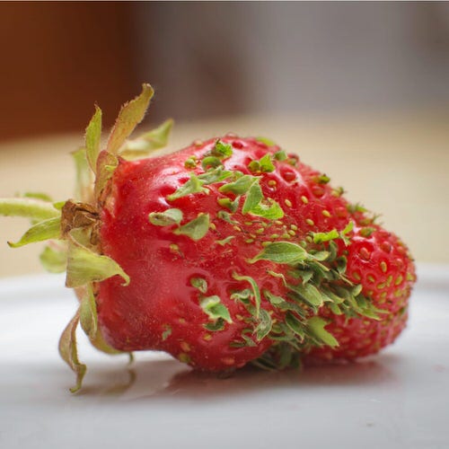 Fruits & Veggies Sprouting Anywhere 3