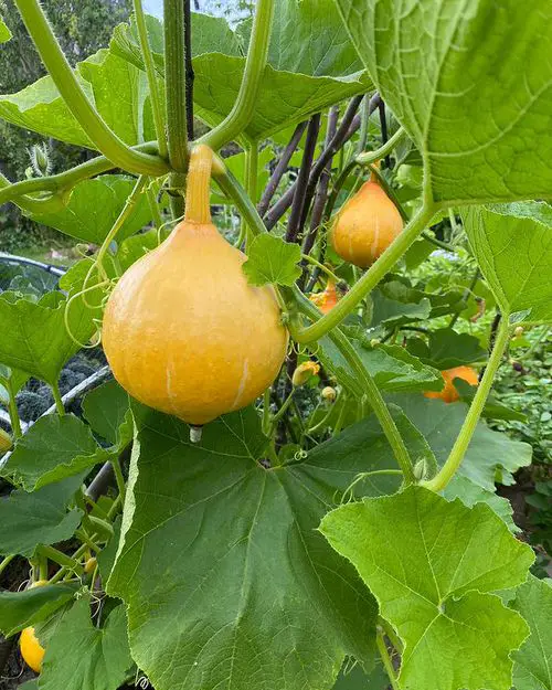 How to Grow Squash Vertically