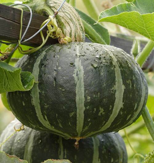 Taking Care of Squash Vertically