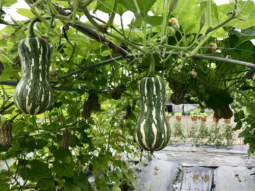 Best Varieties of Squash to Grow Vertically