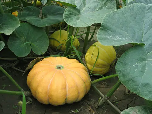 Squash in Different Languages 3