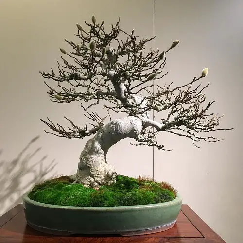 Star Magnolia Bonsai