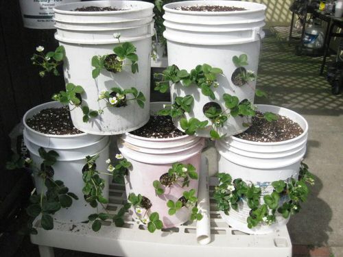 Fruits That Can be Grown in 5-Gallon Bucket in yard