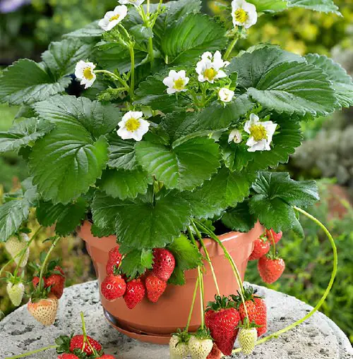 Used Pot Friendly Vegetables Fruits and Herbs 