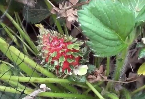 Terrifying Pics Show What Happens When Fruits And Veggies Start Sprouting Early! 12