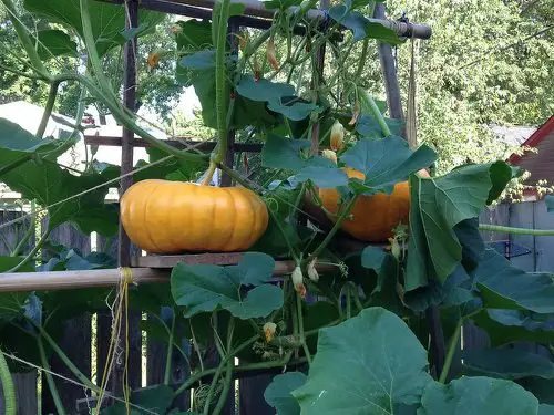 38 Best Types of Squash | Best Squash Varieties to Grow 9