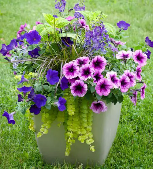 Incredible Combinations with Petunias 2