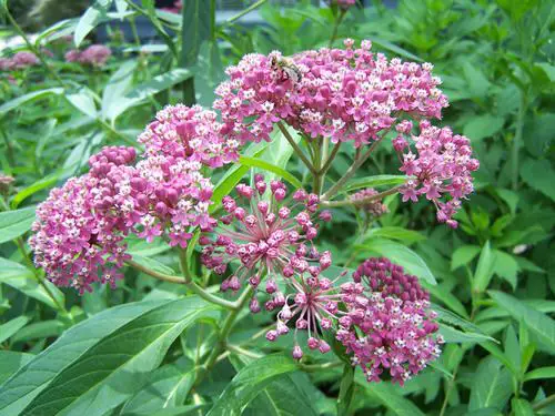 Best Ohio Flowers 4