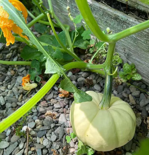 38 Best Types of Squash | Best Squash Varieties to Grow 14