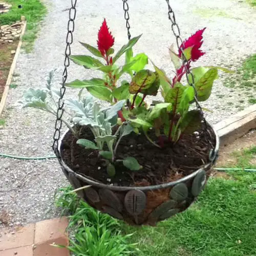 Hanging Basket Vegetables 