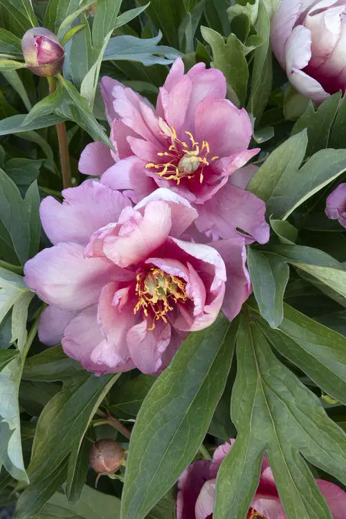 Purple Peony Varieties