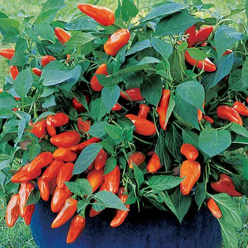 beautiful Varieties of Ornamental Peppers 