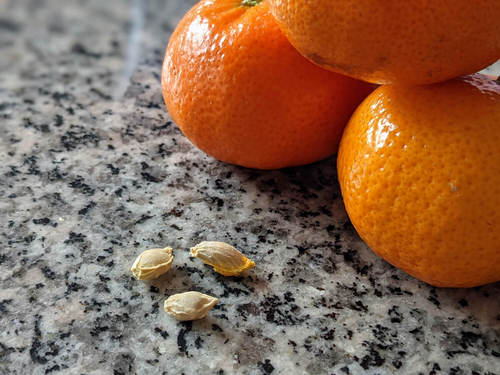 Fruits That Can Be Grown from Seeds and Kitchen Scraps