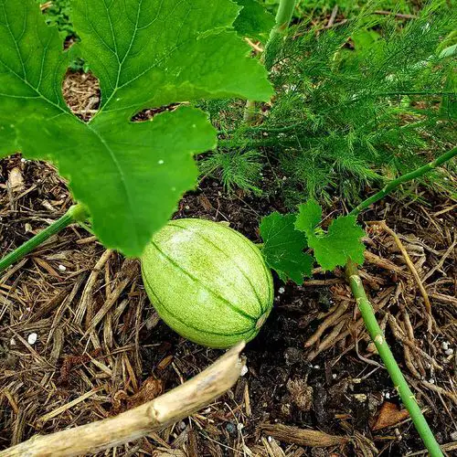 38 Best Types of Squash | Best Squash Varieties to Grow 8