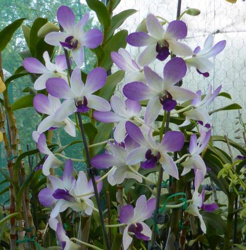 Best Types of Blue Orchids in yard