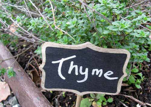 Tomato Companion Herbs 6