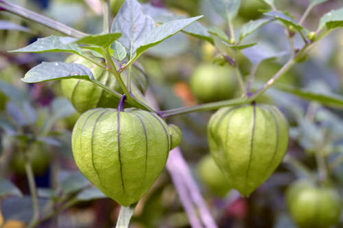 top Greatest Vegetables for Baskets to Hang