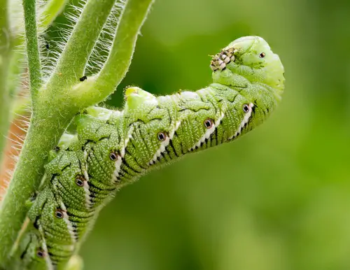 Categories of Typical Pests