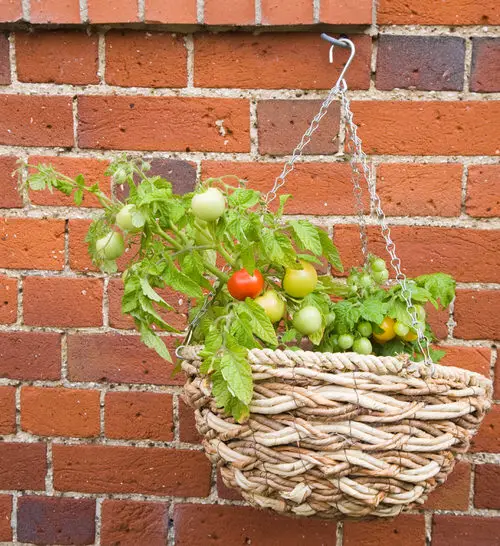 Best Vegetables for Hanging Baskets
