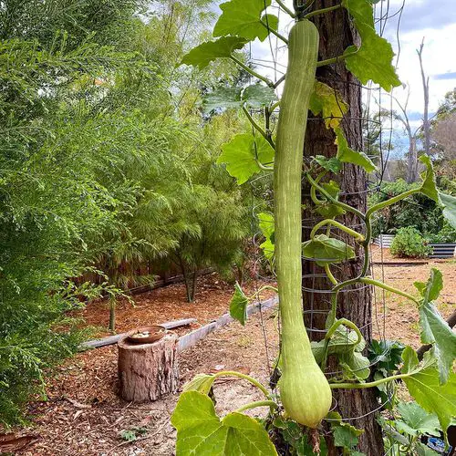 Best Types of Squash 14