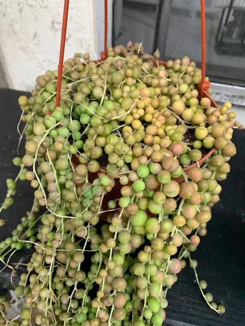 How to Save a Dying String of Pearls from Temperature Fluctuations