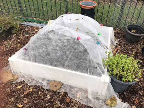How to Get Rid of Tomato Hornworms 4