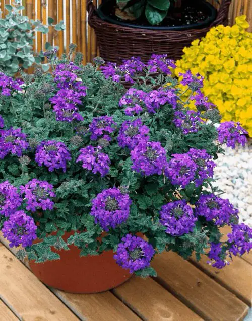 Best Flowers that Thrive in Poor Soil 13