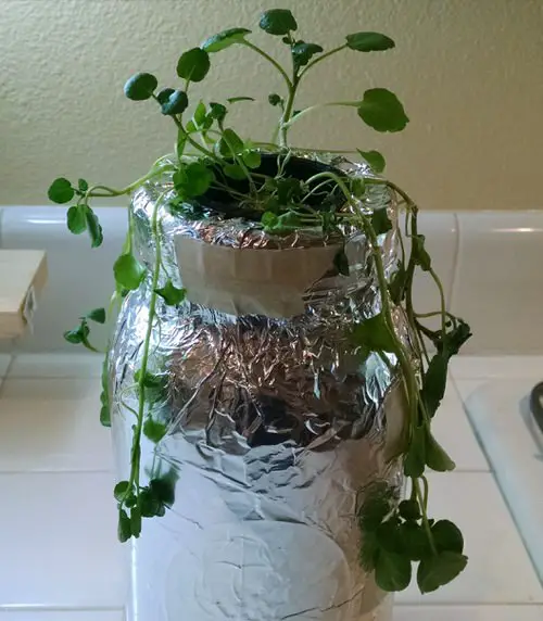 How to Prepare a Mason Jar for Growing Herbs? 7